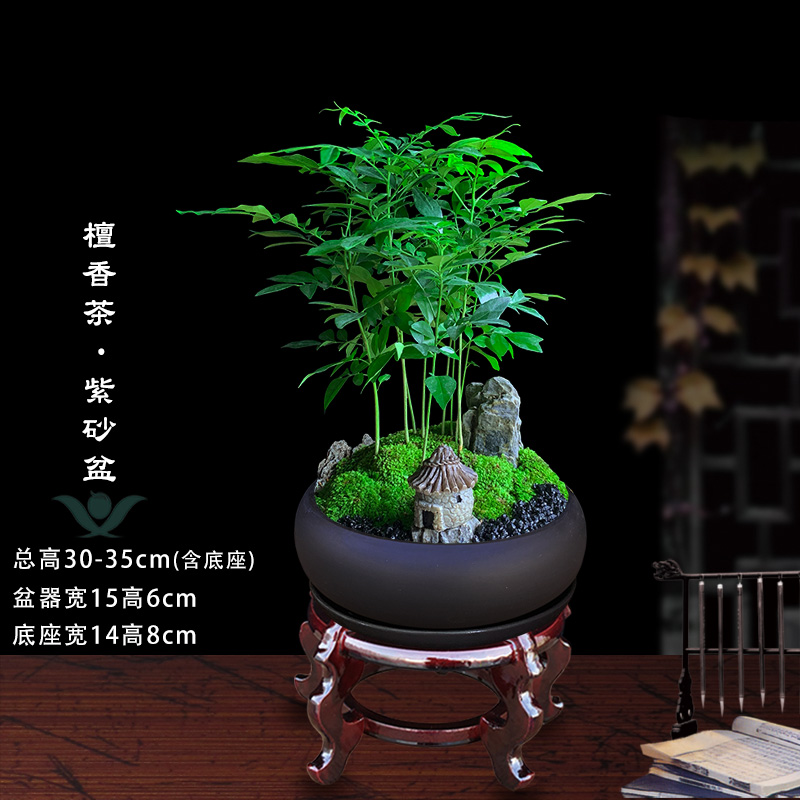 檀香茶盆栽室内绿植办公室桌面好养植物花卉净化空气中式禅意盆景-图1