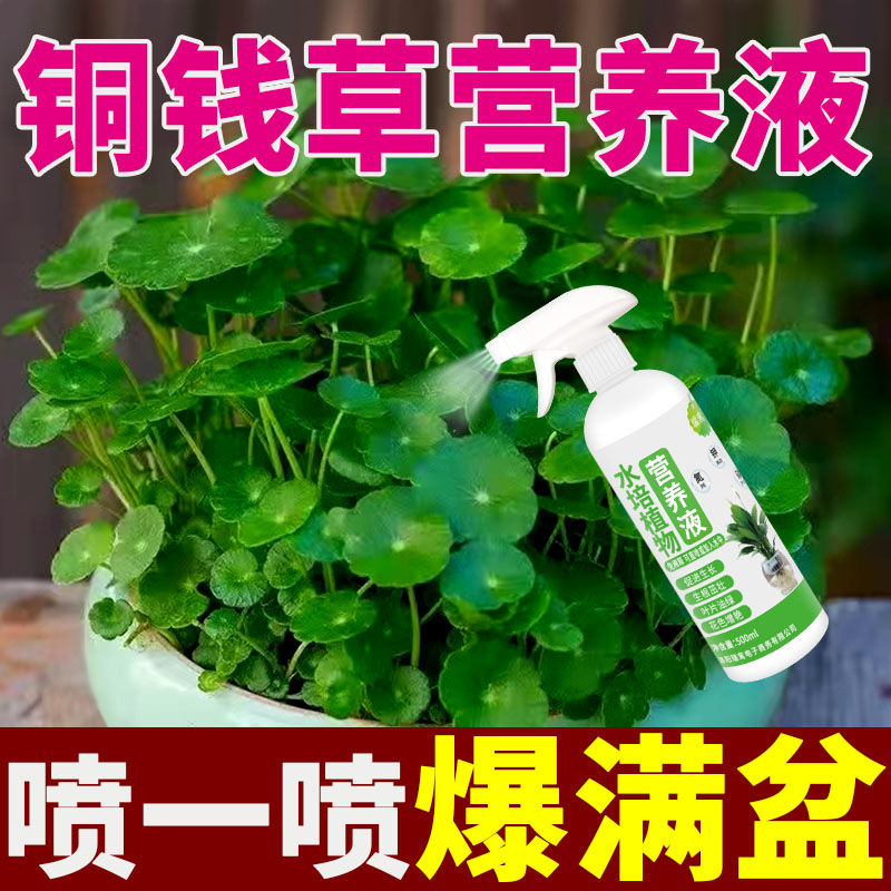 酸性植物营养液铜钱草专用肥铜钱草营养液水培专用催爆盆叶面喷施 - 图0