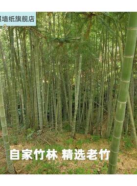现货竹筒奶茶杯花盆蒸饭用的竹子餐具竹节K筒楠竹冰淇淋竹桶饭咖