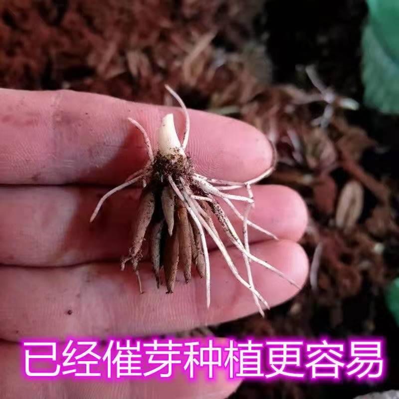 速发带芽花毛f茛种球四季开花洋牡丹球根耐寒多年生室内外花卉盆