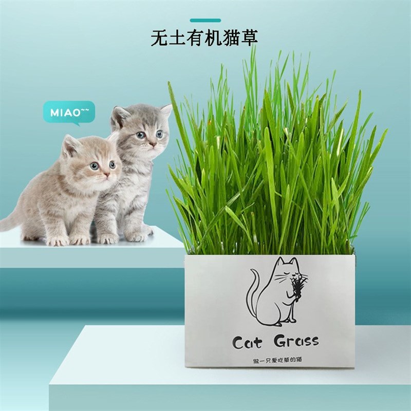 用毛猫咪猫草k无土栽培套装有机无土猫品去草球-图1