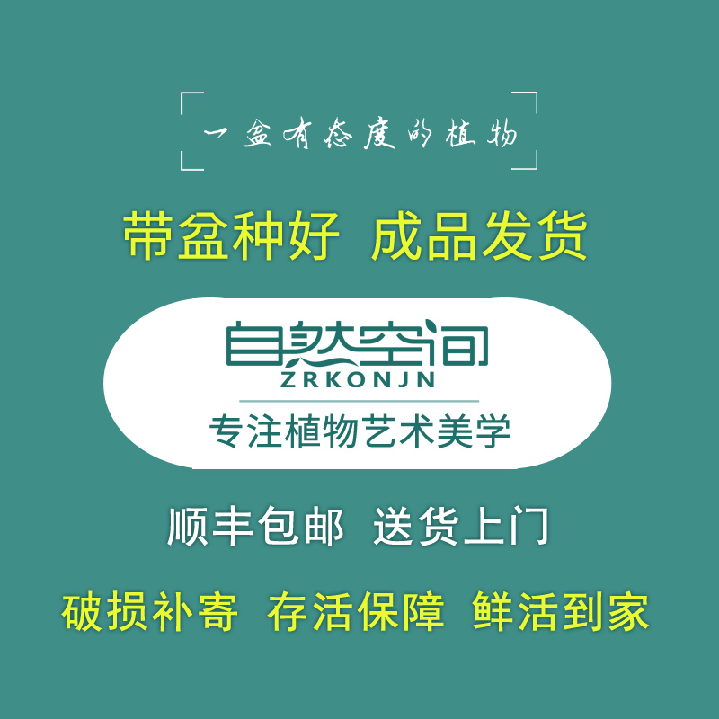 造型小叶榆树盆景老桩悬崖盆栽室内植物办公客厅四季常青花卉绿植 - 图1