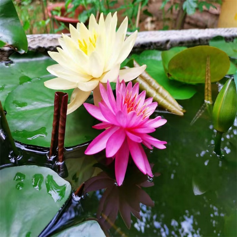 极速大睡莲根块池塘睡莲水培植物水生花卉荷花莲花根茎包成活带芽 - 图1