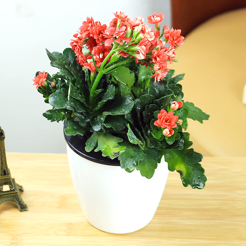 Buy Kalanchoe Potted Flowers Potted Office Plants Potted Plants