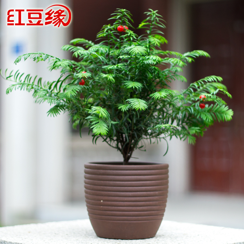 Buy Taxus chinensis potted flowers spring big purple bonsai plants ... Buy Taxus chinensis potted flowers spring big purple bonsai plants ...