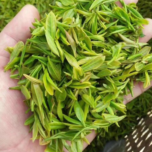 山东日照绿茶2021新茶叶散装高山云雾一级炒青嫩芽浓香型500g春茶-图2