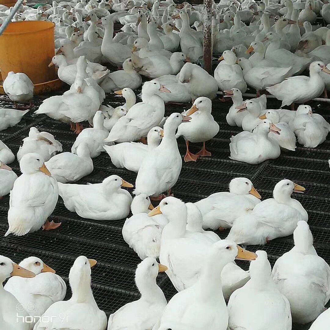 白条鸭广东省鲜鸭肉整鸭白鸭现捉现杀5斤16只1箱水产车冷链发出