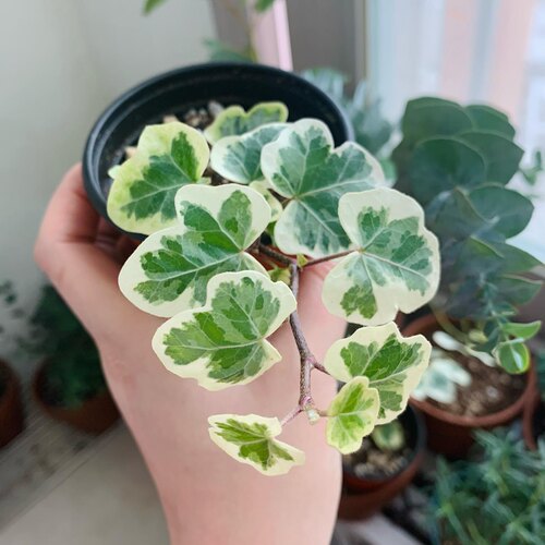 常春藤雪莹小苗 日本引进庭院高颜值植物 - 图2