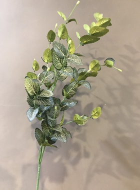 单支苔藓微景观森林DIY绿色植物
