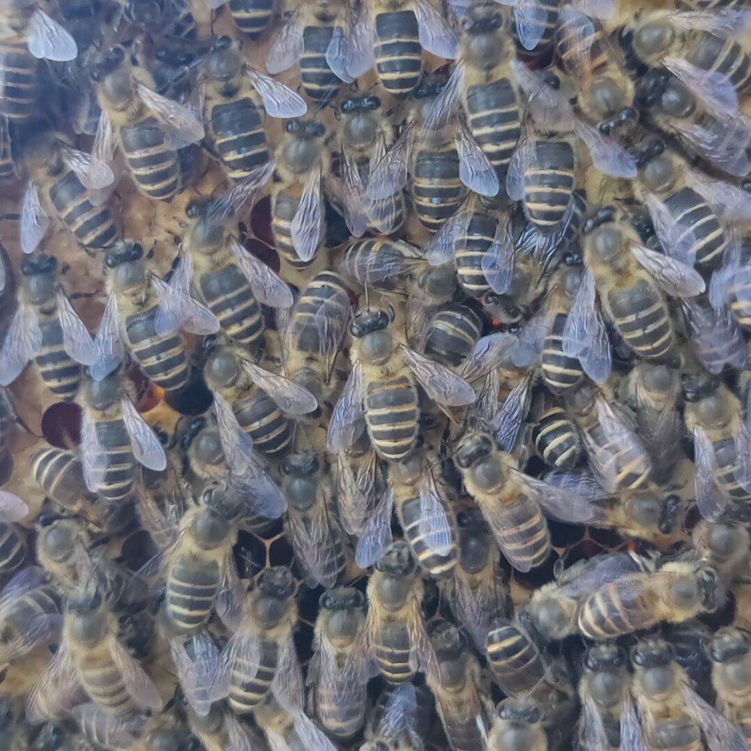 四川阿坝中蜂王原种蜂王优质中蜂蜂王蜜蜂种王高产蜂王大麻蜂蜂王