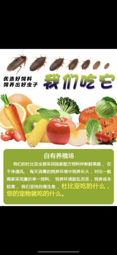 杜比亚蟑螂 爬宠昆虫活体饲料  绿色养殖场直销 - 图2