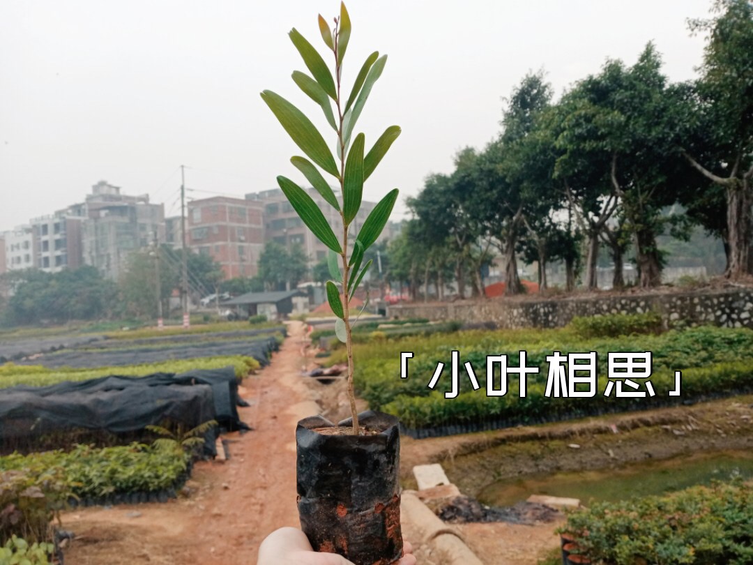 小叶台湾相思树苗吸甲醛山林造树原生品种南北植物观叶阳台净化空 - 图3