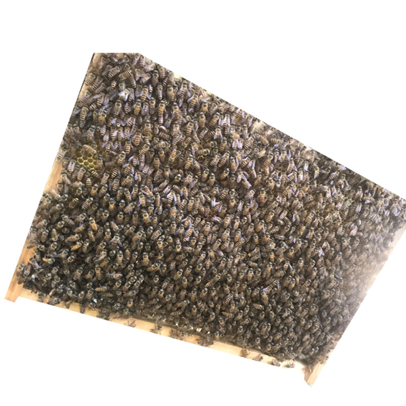 笼蜂中蜂蜂群3000工蜂高产蜜蜂带王蜂群合群补蜂量活蜜蜂种蜂群 - 图2