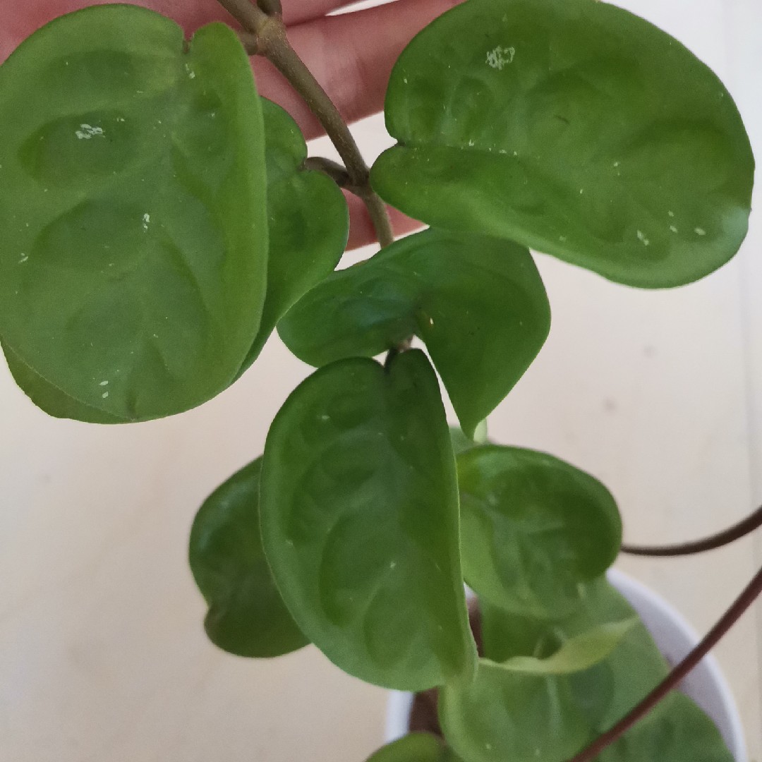 克林顿球兰（Hoya carnosa clinton）大型花球 - 图1