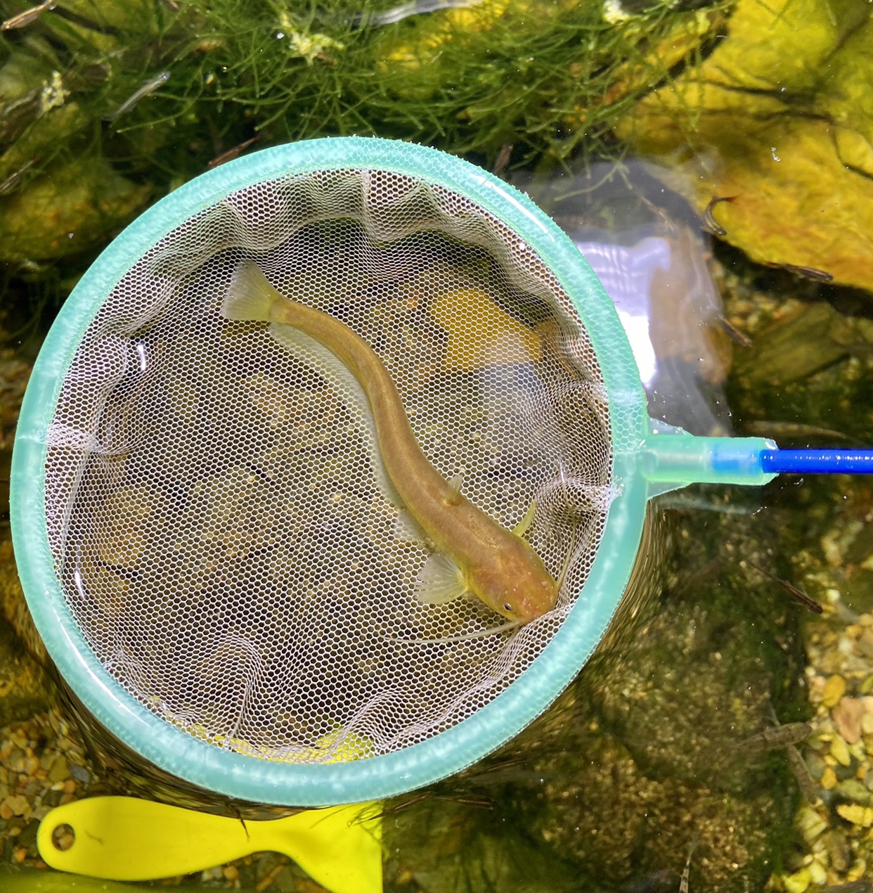 越鲶鱼山坑鲶小型黄金鲶鱼偏热带原生鱼底层鱼吃残渣鳗尾观赏鱼 - 图2
