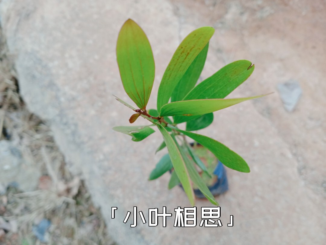 小叶台湾相思树苗吸甲醛山林造树原生品种南北植物观叶阳台净化空 - 图2