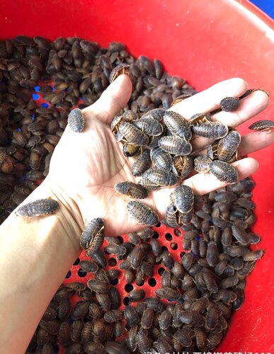 杜比亚蟑螂 爬宠昆虫活体饲料  绿色养殖场直销 - 图0