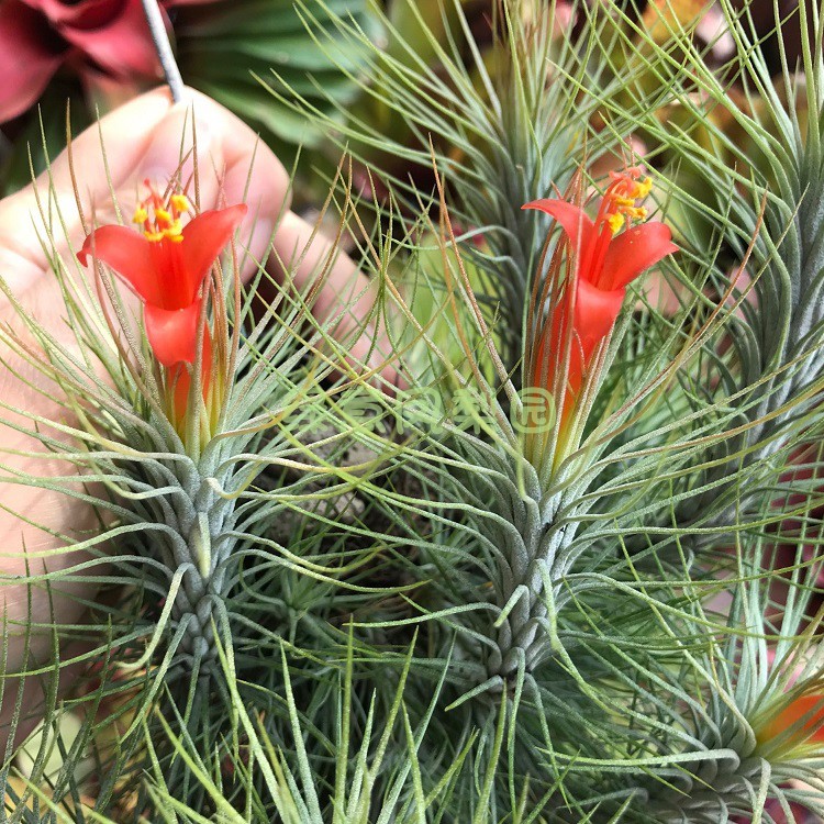 空气凤梨狐狸尾巴单头群生花花草草无土懒人植物楠楠的空气凤梨 - 图1