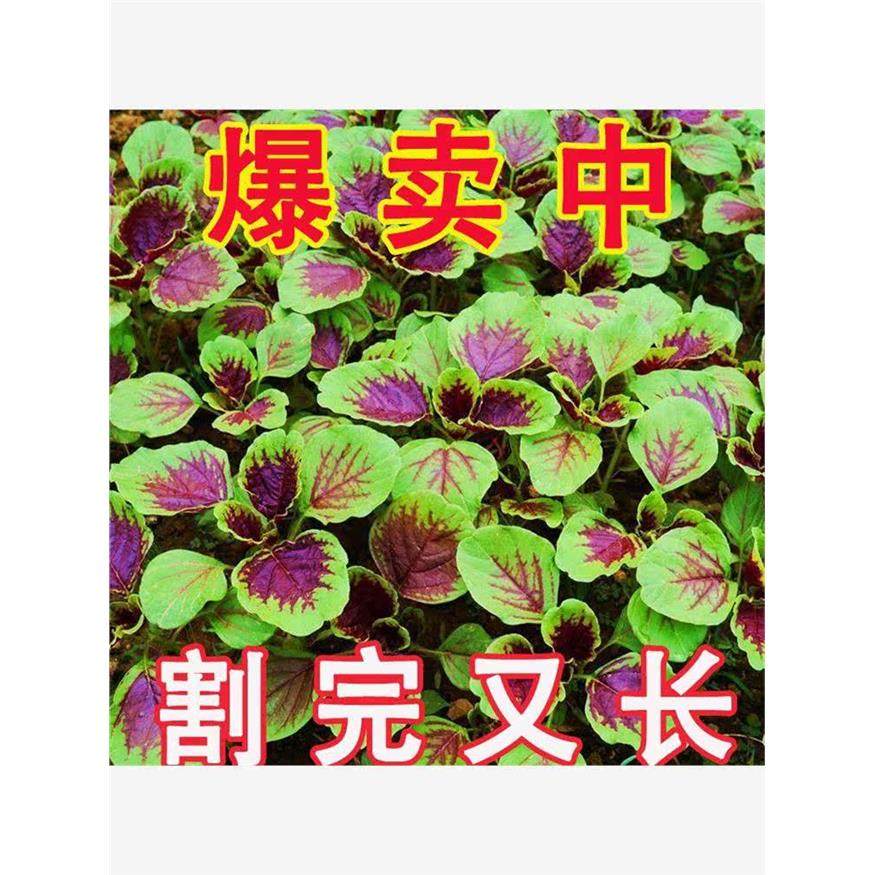 【今年新种】红苋菜种子汉菜籽四季蔬菜红圆叶苋菜柳叶盆栽菜种子,淘宝优惠券,粉丝福利购,淘宝优惠卷