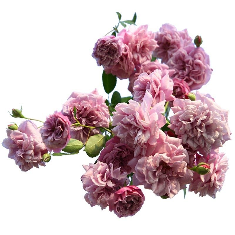 蓝色阴雨爬藤月季花苗勤花抗病庭院四季阳台可垂吊植物盆栽花苗,淘宝优惠券,粉丝福利购,淘宝优惠卷