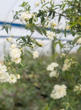 白木香  花园庭院阳台攀缘爬藤植物重瓣 木香花黄木香