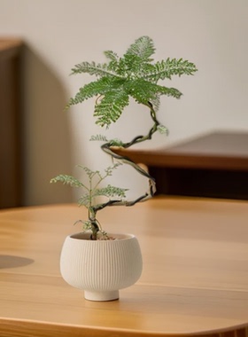 北欧简约陶瓷花盆多肉发财树绿植透气盆桌面植物绿植花卉蝴蝶兰盆