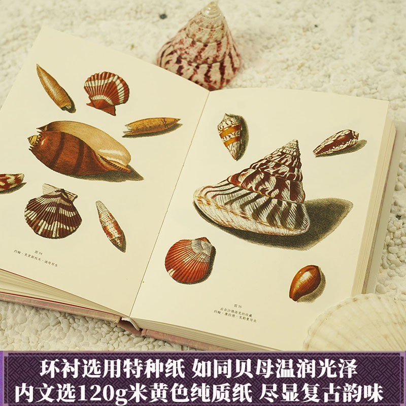 【新华文轩】贝壳之美 正版书籍 新华书店旗舰店文轩官网 江苏凤凰文艺出版社 - 图2