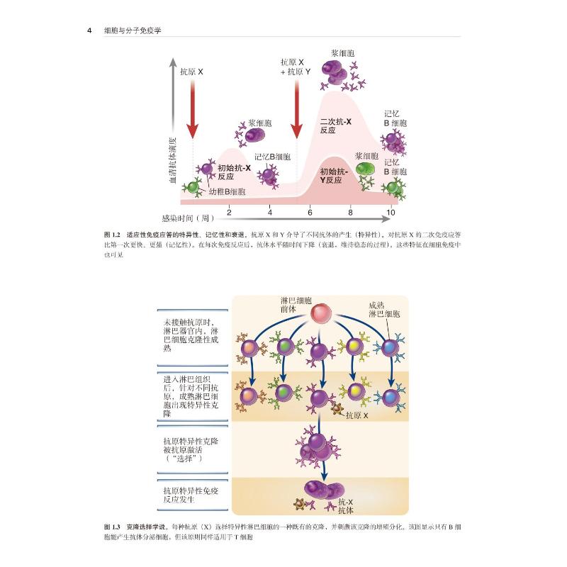 【新华文轩】细胞与分子免疫学(第9版)(美)阿布·K.阿巴斯,(美)安德鲁·H.莱特曼,(美)希夫·皮莱-图3