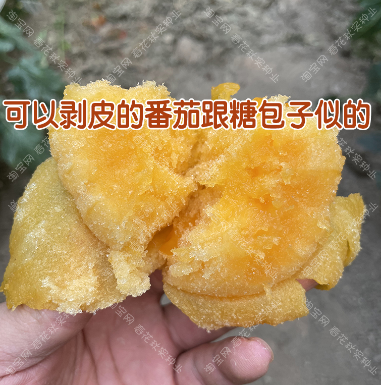 超甜沙瓤多汁大黄柿子种子 老品种番茄水果西红柿蔬菜籽 盆栽阳台 - 图2