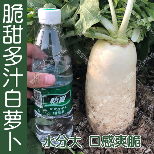 脆甜多汁大白萝卜种子 春夏秋季花叶板叶耐热耐湿 水果蔬菜种籽孑 - 图0