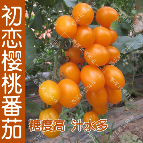 千禧圣女果樱桃小番茄种子 甜水果西红柿 阳台盆栽黑矮生蔬菜籽孑 - 图1
