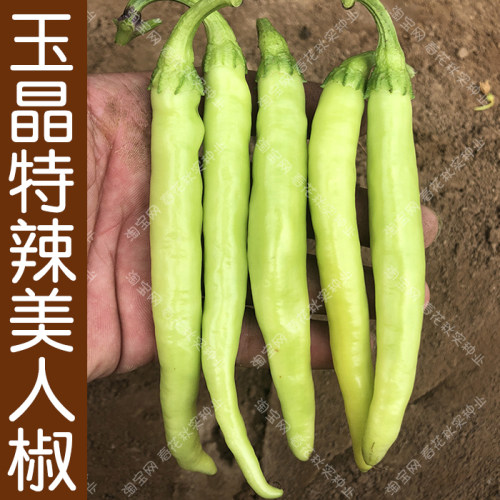 香辣红线椒种子 青杭椒美人辣椒籽 春夏秋四季播蔬菜籽香辣好吃孑 - 图2