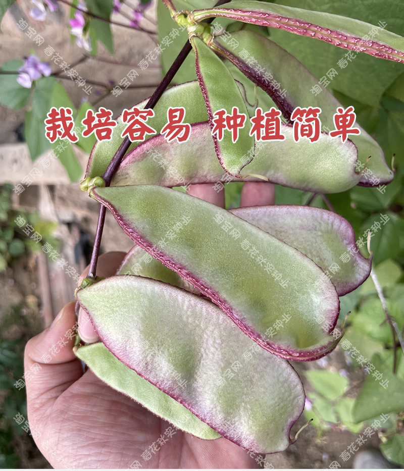 特早熟红边扁豆种子 春秋四季播蔬菜籽架豆眉豆角 阳台盆栽高产孑 - 图2