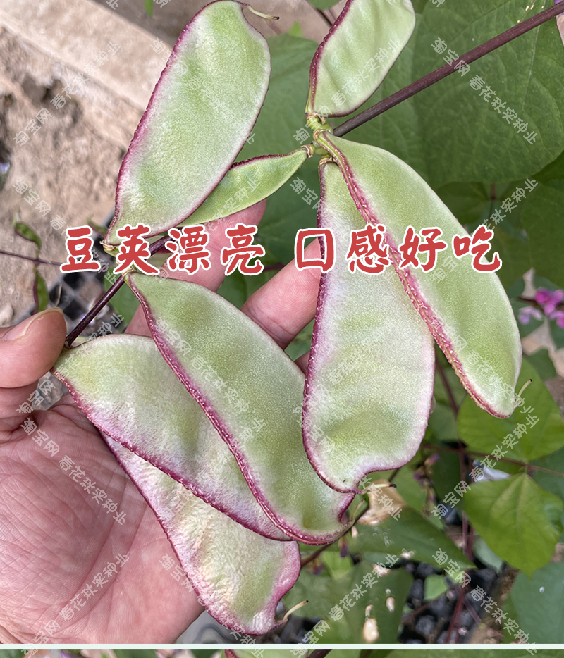 特早熟红边扁豆种子 春秋四季播蔬菜籽架豆眉豆角 阳台盆栽高产孑 - 图1