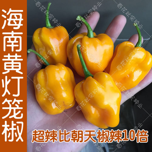 海南黄灯笼椒朝天椒小米椒辣椒种子 春四季蔬菜籽阳台盆栽超辣孑 - 图2