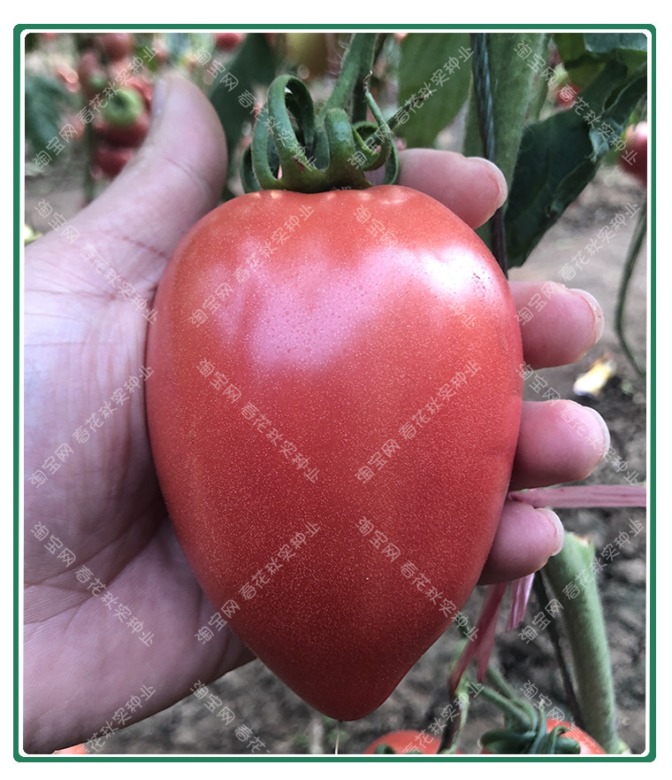 超甜芒果蜜番茄种子 春秋季播水果蔬菜籽 盆栽苗果沙瓤老西红柿孑,淘宝优惠券,粉丝福利购,淘宝优惠卷