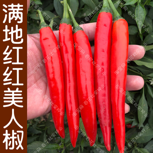 香辣红线椒种子 青杭椒美人辣椒籽 春夏秋四季播蔬菜籽香辣好吃孑 - 图1