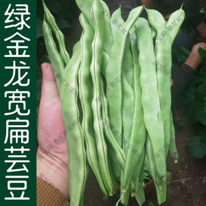 先锋王扁芸豆种子 春秋季播宽绿色豆角蔬菜籽 耐老化无纤维好吃孑