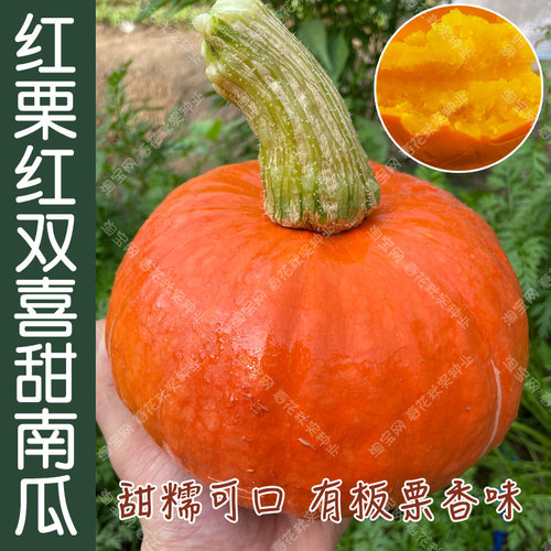 超甜绿板栗红栗甜如蜜奶油蜜本南瓜种子甘面超粉四季播蔬菜籽孑-图1