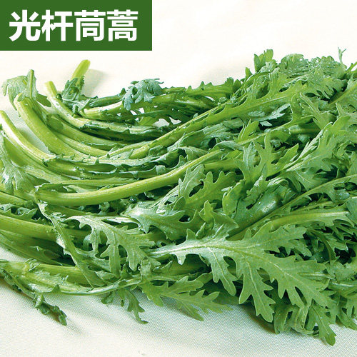 光杆大叶小叶茼蒿种子 春夏秋四季蔬菜种子 阳台盆栽大田茼蒿光杆 - 图3
