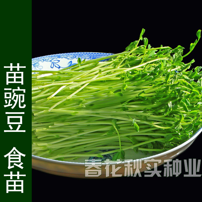 软荚豌豆荷兰豆甜豌豆种子 豌豆苗春秋季播蔬菜籽 阳台盆栽大田孑