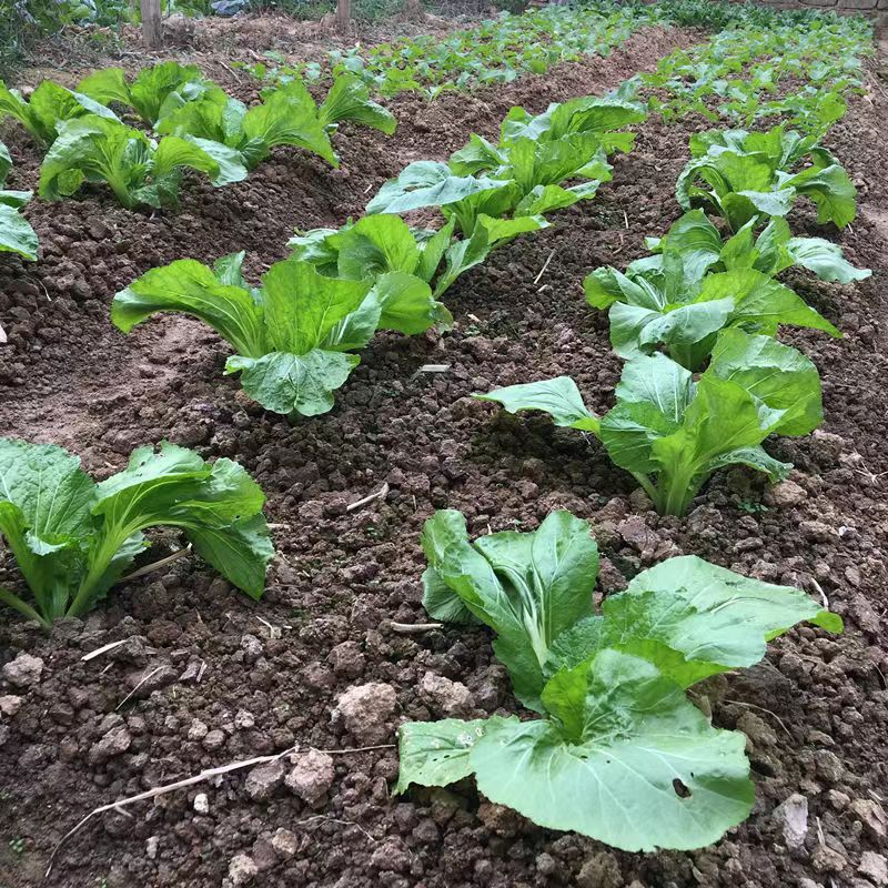 优质田园土黑泥土天然黄土阳台绿植通用型有机蔬菜泥土种花种菜土-图3