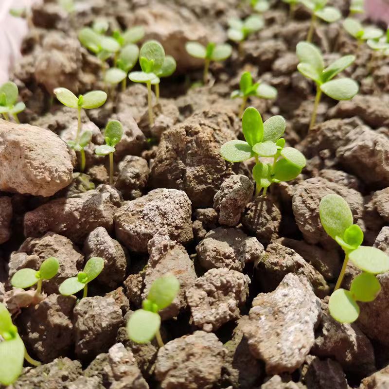 优质田园土黑泥土天然黄土阳台绿植通用型有机蔬菜泥土种花种菜土-图2