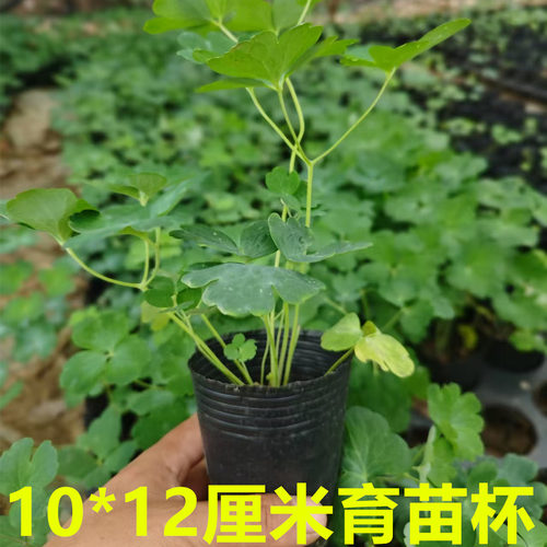 大花重瓣耧斗菜 花苗单瓣猫爪花多年生宿根耐寒植物花卉绿植 包邮 - 图3