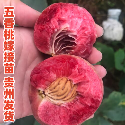 五香桃百花桃嫁接苗早熟老品种桃子苗贵州发货 - 图0