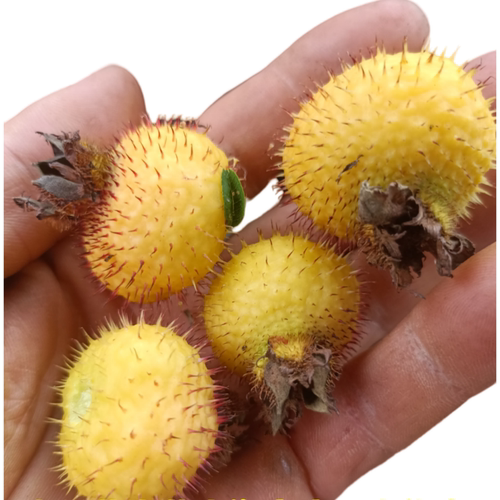 刺梨树苗贵州金刺梨四季可种容易成活盆栽园艺果树包邮 - 图3