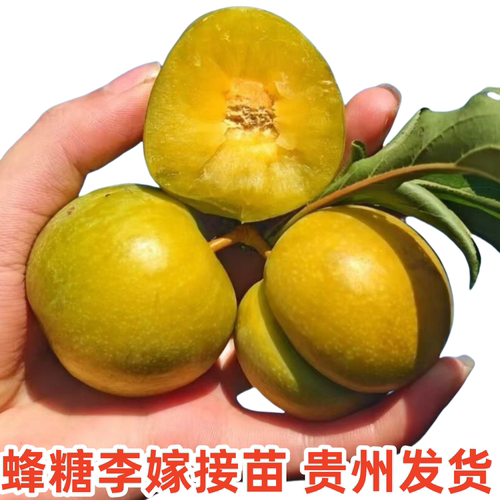 蜂糖李嫁接苗贵州发货 - 图1
