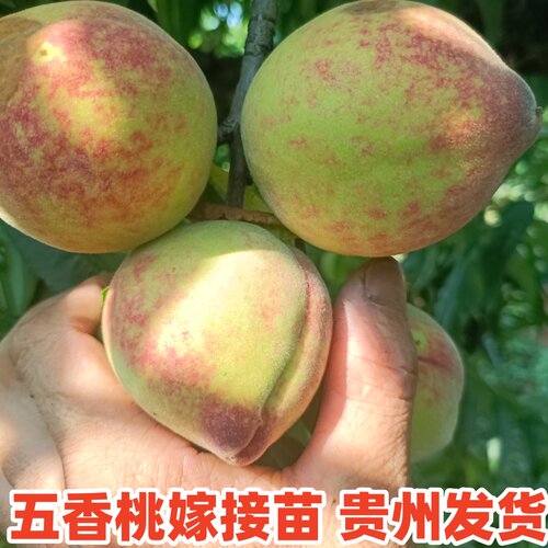 五香桃百花桃嫁接苗早熟老品种桃子苗贵州发货 - 图3