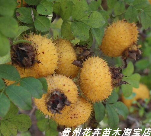 刺梨树苗贵州金刺梨四季可种容易成活盆栽园艺果树包邮 - 图2