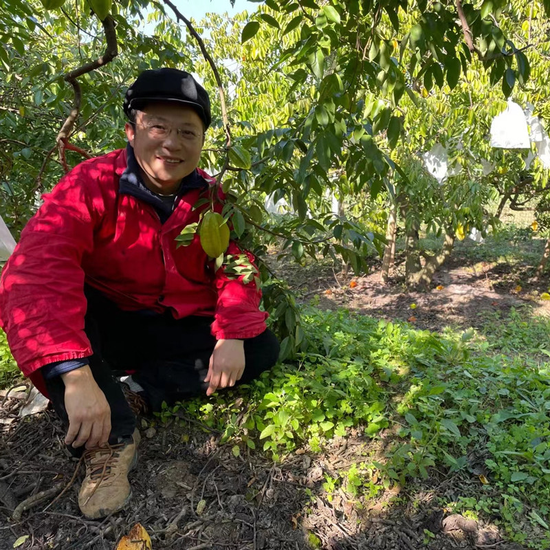 生态杨桃柠檬君自然熟新鲜现摘整箱鲜甜多汁树上熟孕妇应季水果,淘宝优惠券,粉丝福利购,淘宝优惠卷